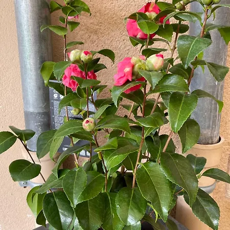 Bed & Breakfast Masoe Des Chatards Neuilly-le-Réal